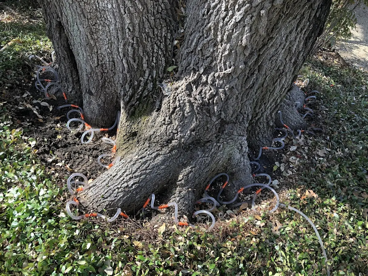 Detailed Tree Cabling and Bracing job site in Sherwood